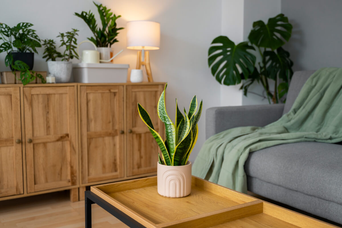 Izbové rastliny ako jarná dekorácia