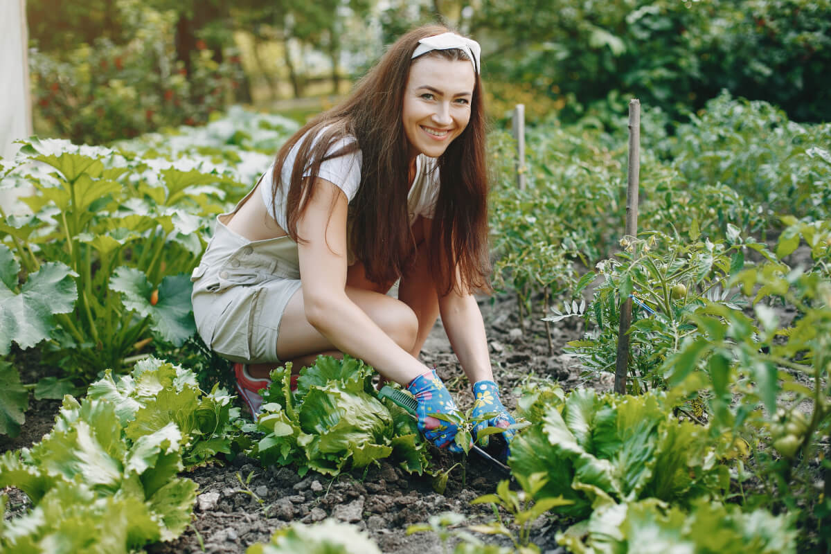Leto v záhrade – rast a zber čerstvej zeleniny a ovocia