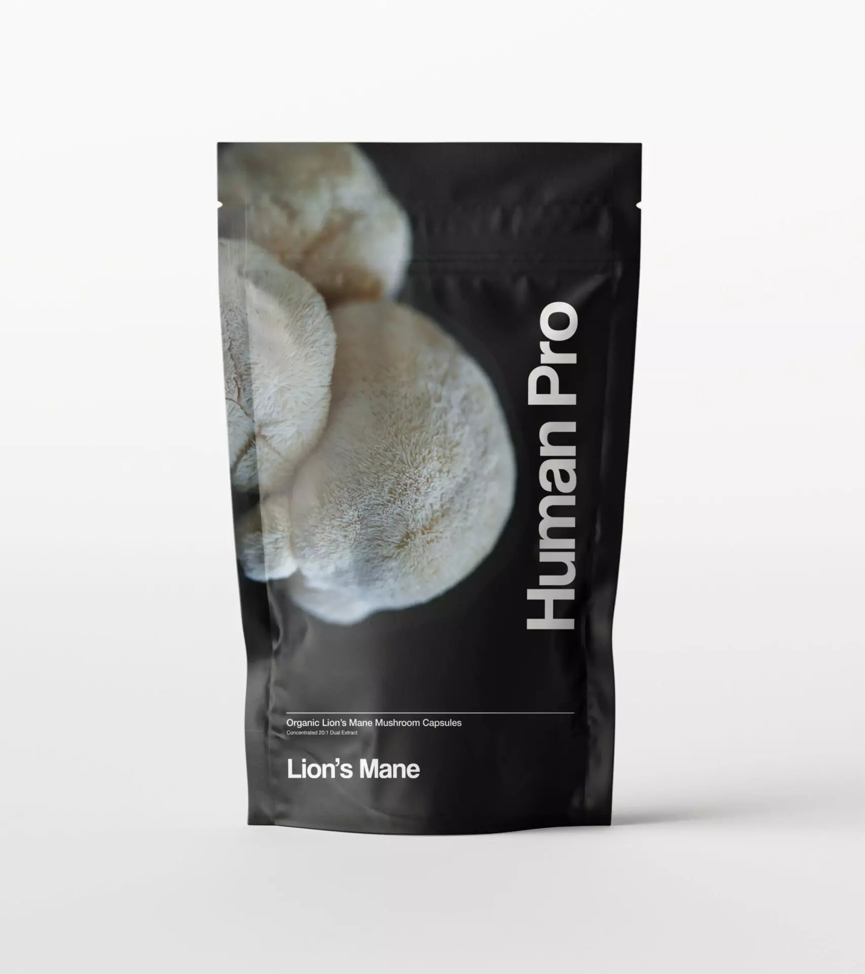 Levia hriva – Korálovec ježovitý